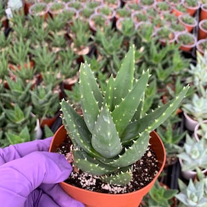 Aloe Golden tooth aloe