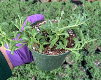 String of Dolphins | 2" 4" Pot