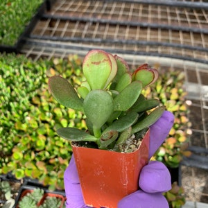 Crassula Baby Jade