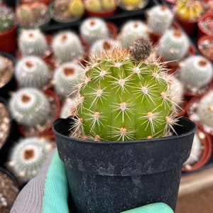 CactiandExotica Trichocereus Hybrid | Torch cactus