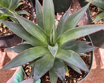 Agave Blue glow