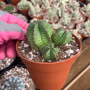 CactiandExotica Euphorbia anoplia | Zipper plant