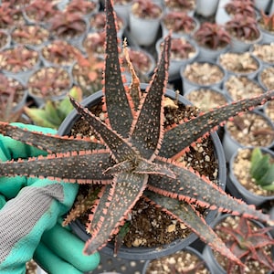 Aloe---Purple haze