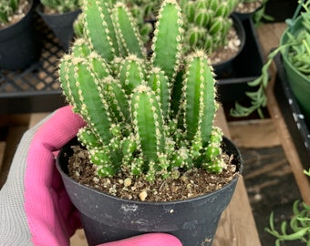 CactiandExotica Acanthocereus | Fairy Castle Cactus