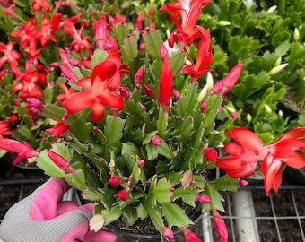 Schlumbergera | Christmas cactus | 6" and 4" Pots | Red Flower