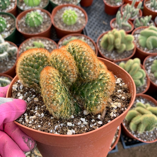 Mammillaria elongata--Copper King Crested