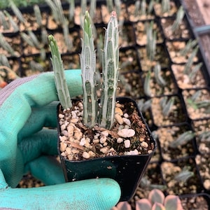 Kleinia | Pickle Plant