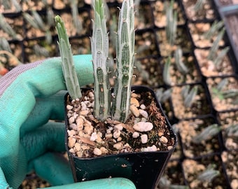 Kleinia | Pickle Plant