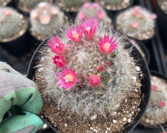 Mammillaria | Powder Puff Cactus