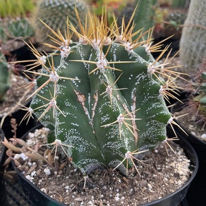 CactiandExotica Astrophytum ornatum | Star Barrel Cactus
