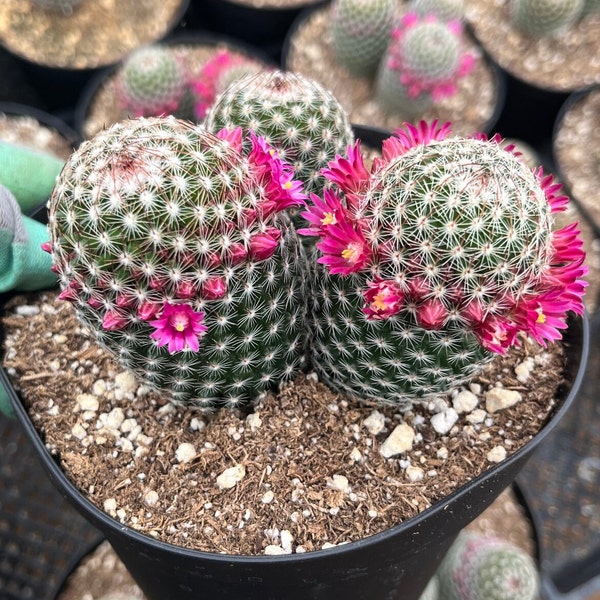 CactiandExotica | Mammillaria matudae | 6" Pot