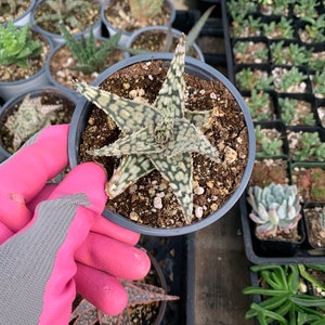 Aloe hybrid blizzard