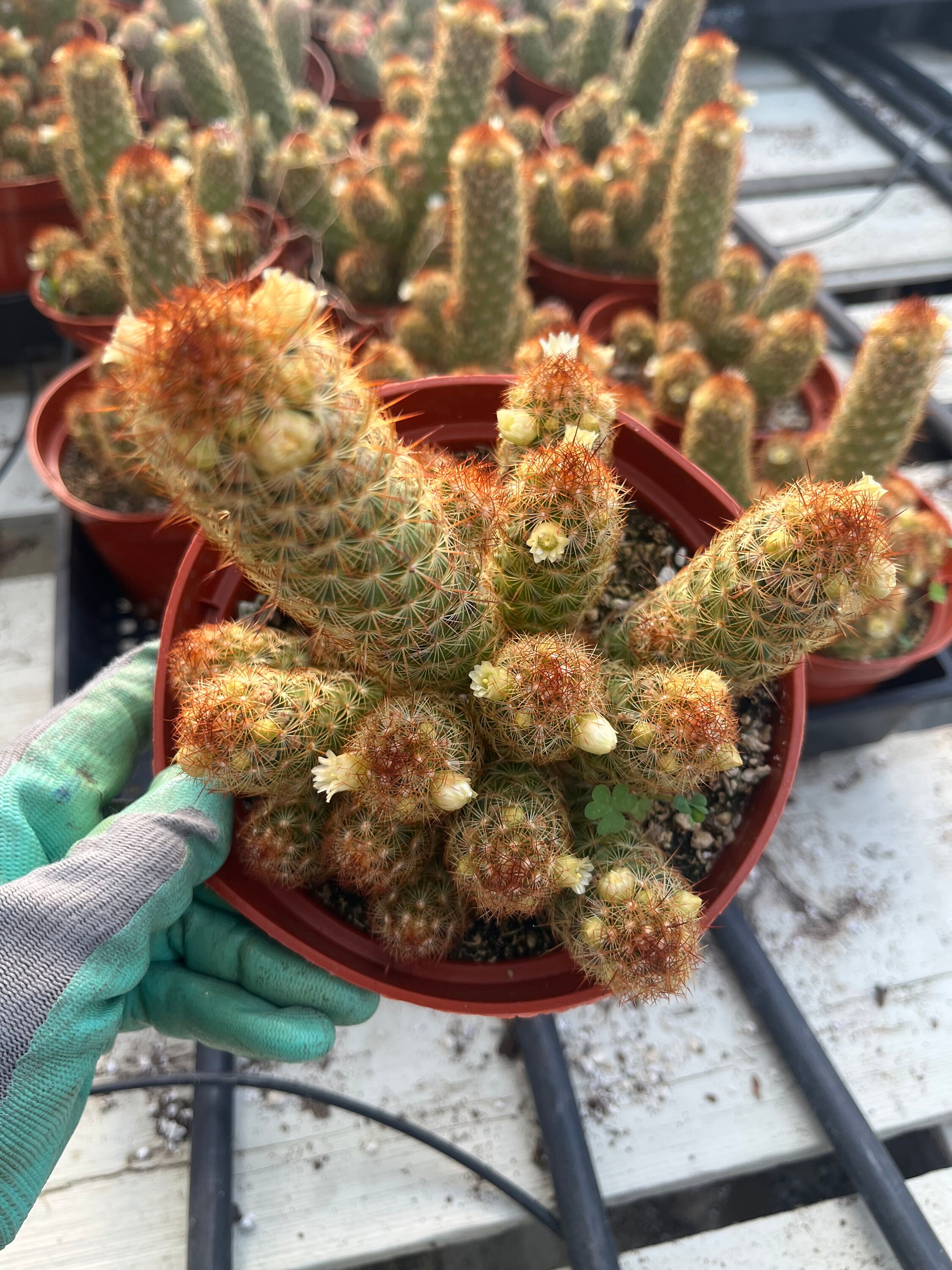 Mammillaria Copper King Etsy