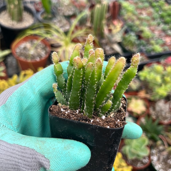 Rhipsalis Cereoides 2” pot