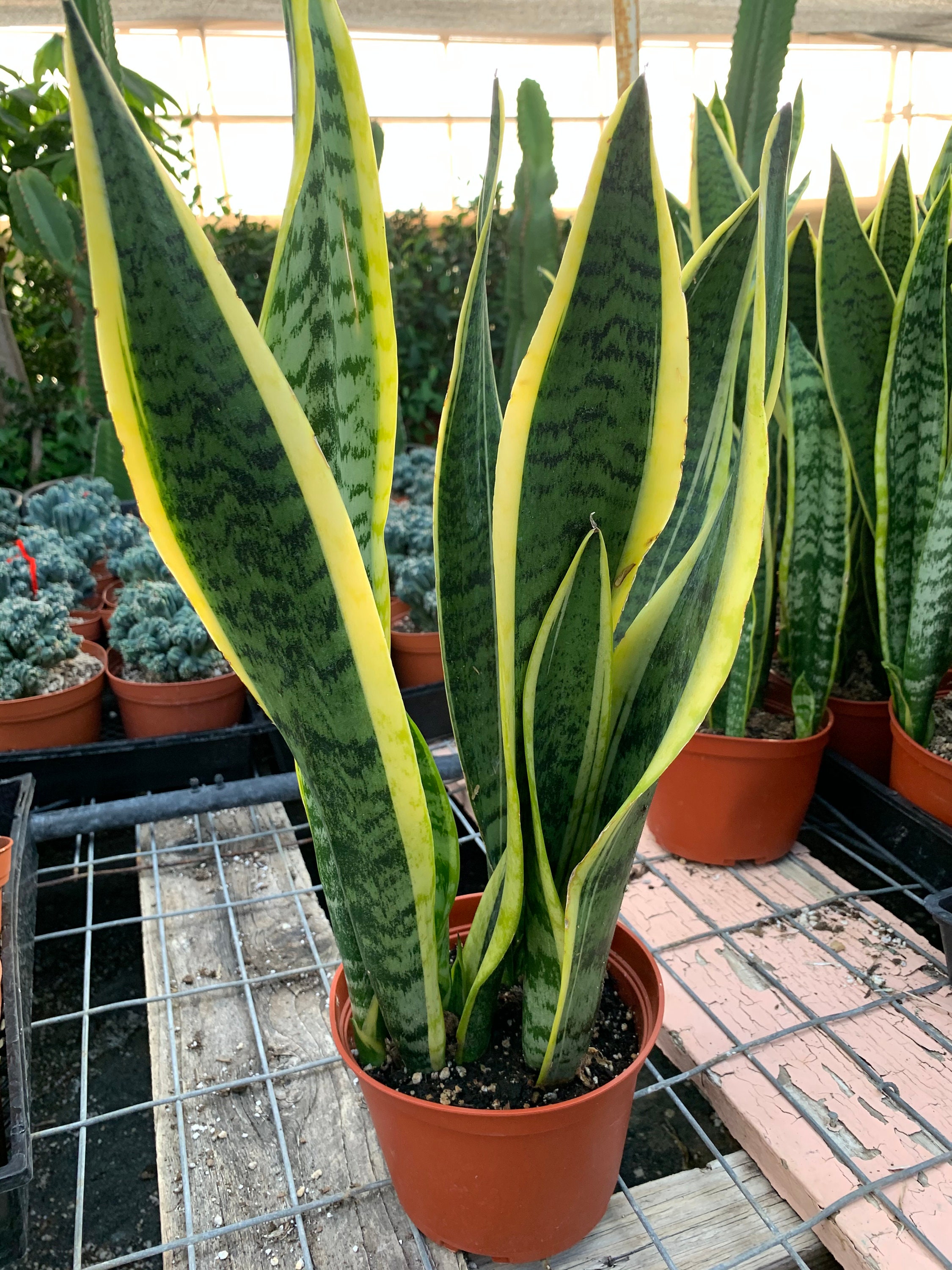 Sansevieria | Snake Plant