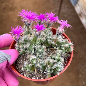Miniature Desert Rose