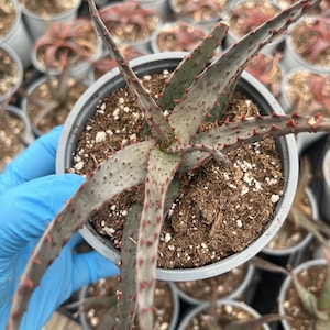 Aloe &#39;AJR&#39; hybrid
