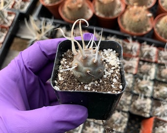 Tephrocactus | Paper Spine Cactus