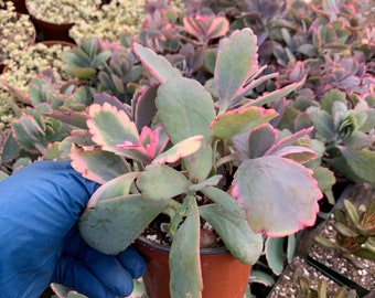 Kalanchoe fedtschenkoi