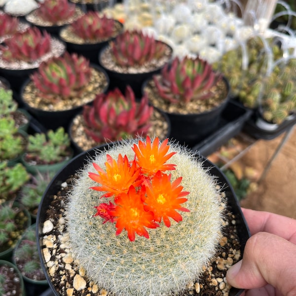 Notocactus haselbergii