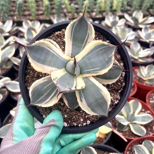 Agave parryi truncata Variegated