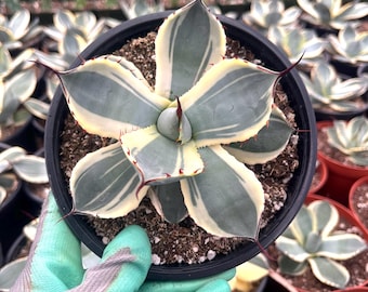 Agave Parryi Truncata 'orizaba' - アガベ パリー トランカタ