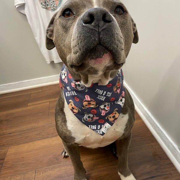 Pit Bull Dog Collar Etsy