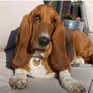 Pode incluir: Um c&atilde;o basset marrom e branco com orelhas ca&iacute;das est&aacute; deitado em um sof&aacute; marrom claro. O c&atilde;o est&aacute; usando uma coleira dourada com um pingente em forma de pata.