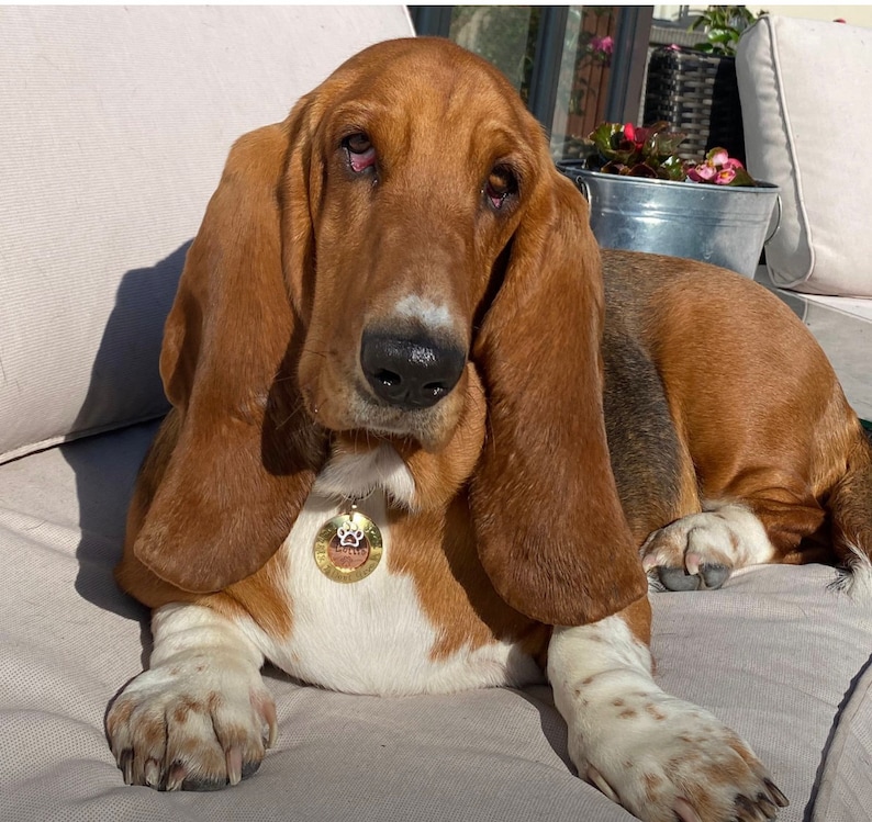 Pode incluir: Um c&atilde;o basset marrom e branco com orelhas ca&iacute;das est&aacute; deitado em um sof&aacute; marrom claro. O c&atilde;o est&aacute; usando uma coleira dourada com um pingente em forma de pata.