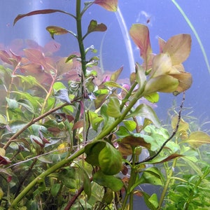 BUY 2 GET 1 FREE Ludwigia Repens Live Aquatic Plant image 4