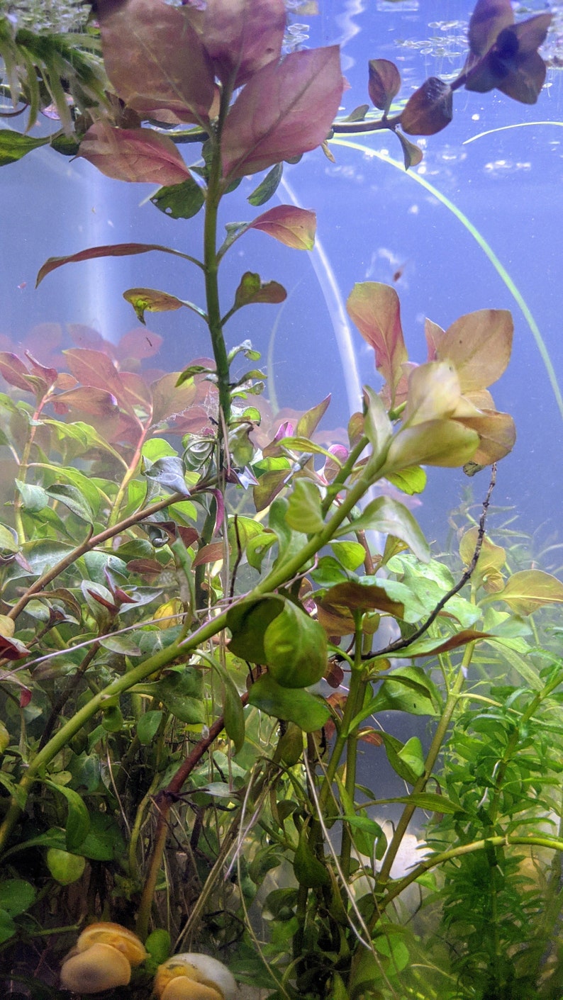 BUY 2 GET 1 FREE Ludwigia Repens Live Aquatic Plant image 4