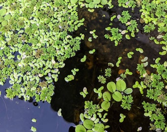 Mixed Floating Plants