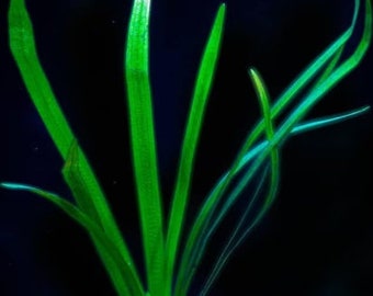 BUY 2 GET 1 FREE Dwarf Sagittaria Carpeting Aquatic Plant