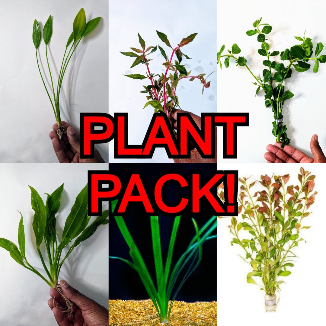 6 EASY Aquarium Plants Assortment Starter Pack Java Fern Anubias Rotala