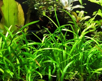 BUY 2 GET 1 FREE Dwarf Sagittaria (Sagittaria Subulata)