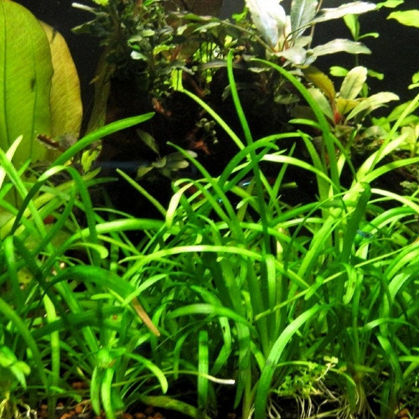 BUY 2 GET 1 FREE Dwarf Sagittaria Live Aquarium Plant (Sagittaria Subulata)