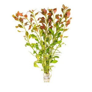 BUY 2 GET 1 FREE Ludwigia Repens Live Aquatic Plant image 3