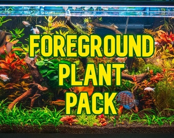 Foreground Aquarium Plant 6 Pack | cryptocorynne dwarf hairgrass sagittaria