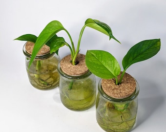 Plant Propagation Jar Buy 2 Get 1 FREE Clippings Flower Vase Pothos Spices Herbs