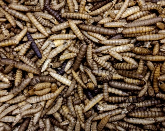 Dried Mealworms | food fish reptiles turtles birds