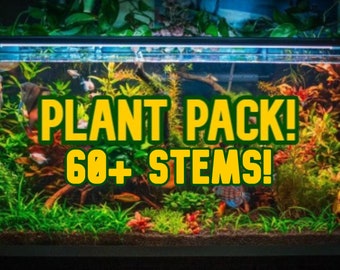 60 Piece Aquarium Plant Pack | Stem Plants Rotala Bacopa Ludwigia Elodea