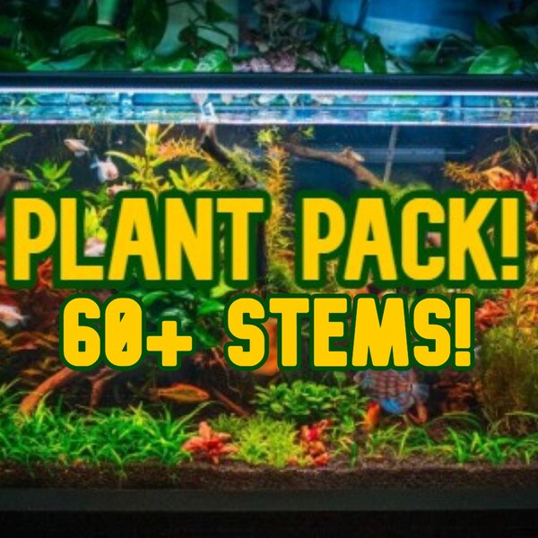 60 Piece Aquarium Plant Pack | Stem Plants Rotala Bacopa Ludwigia Elodea