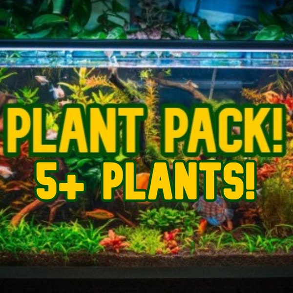 Aquarium Plant Starter Pack 5+ Easy Aquarium Plants Java Fern Bacopa Anubias Rotala Sagittaria Elodea