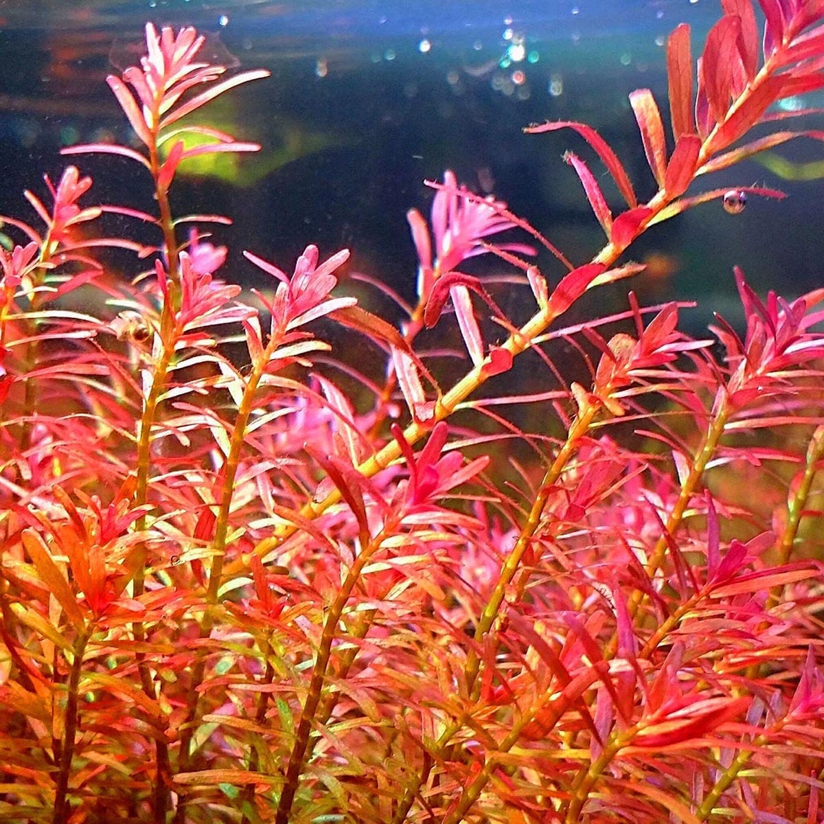 Rotala Indica Red