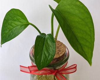 EZ Grow Pothos Plant in Decorative Jar