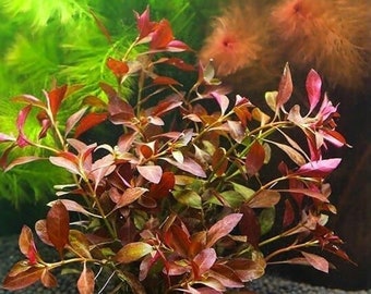 BUY 2 GET 1 FREE Ludwigia Repens Live Aquatic Plant