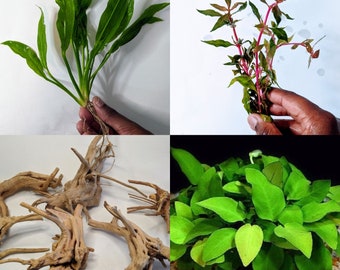 10 Gallon Aquarium Plant Starter Pack of 3 Plants + Driftwood Live Aquarium Plants Java Fern Anubia Rotala Bacopa Sagittaria