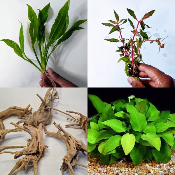 DELUXE Aquascape Bundle 5 Plants + Driftwood Live Aquarium Plants | Java Fern Bacopa Anubias Rotala Sagittaria