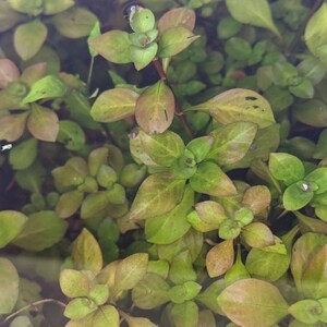 BUY 2 GET 1 FREE Ludwigia Repens Live Aquatic Plant image 2