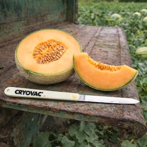 Vintage Melon Knife, Cryovac Folding Pocket Knife, 10.5" NOS